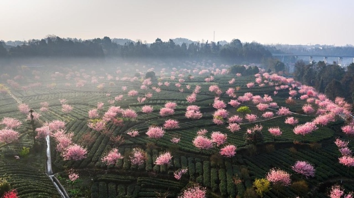 В Китай цъфнаха  ранните вишни