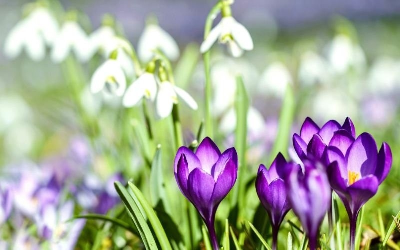 Слънчево време и пролетни температури през новата седмица