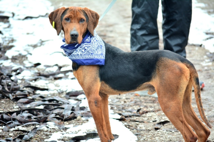 Община Видин наложи санкция за изоставяне на куче