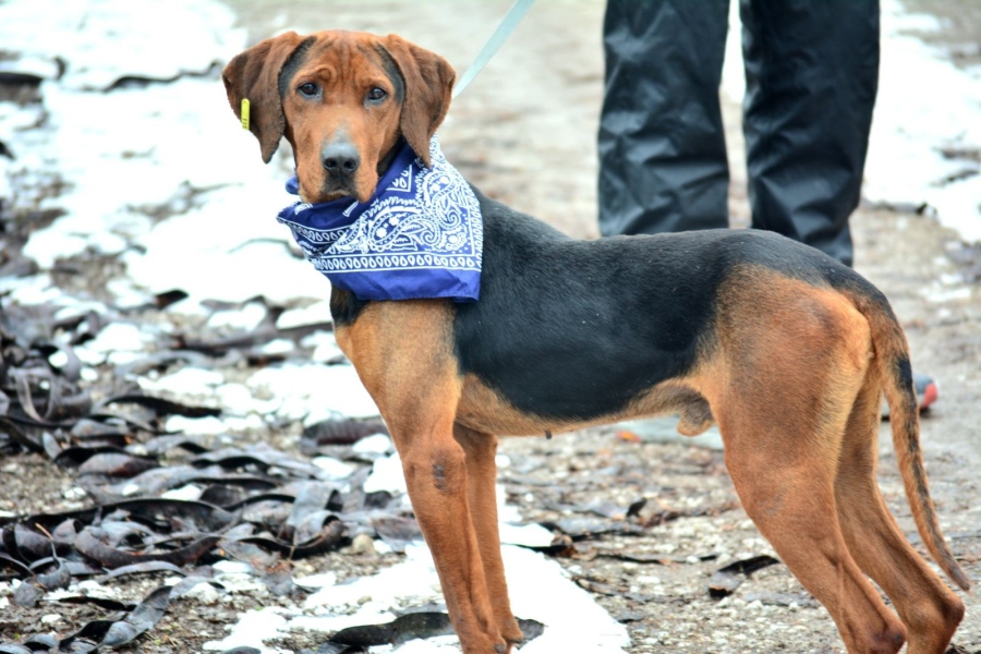 Община Видин наложи санкция за изоставяне на куче