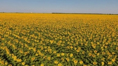 ЕС отпуска 7,4 млн. евро за спешно подпомагане на земеделските стопани в България