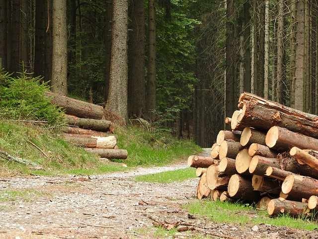 Сезират прокуратурата за незаконна сеч в община Мездра