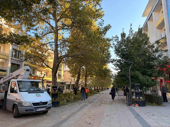 Оформят короните на дърветата по централната пешеходна зона във Враца